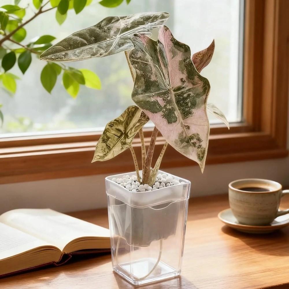 12 Set Clear Plastic Automatic Watering Planter Drainage Holes Propagation Plant Pot  Indoor Plants