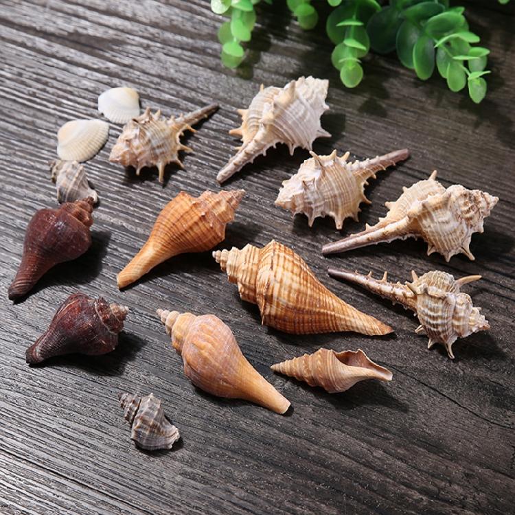 Beach Seashells Decoration Starfish Sea Snail Coral Ornament for Wedding Party