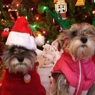 1/3 Stück-Haustier Weihnachtsmütze Haustier Katze Hund Weihnachtsmütze Plüsch Weihnachtsmütze Kopfschmuck Hund Cosplay Kleidung Accessoires
