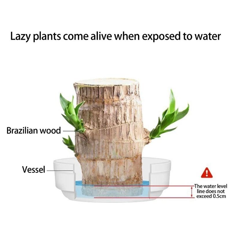 Brazilian Lucky Tree Water Culture Indoor Air Purifier Desk Planter Ceramic White Pot Meditations Decors