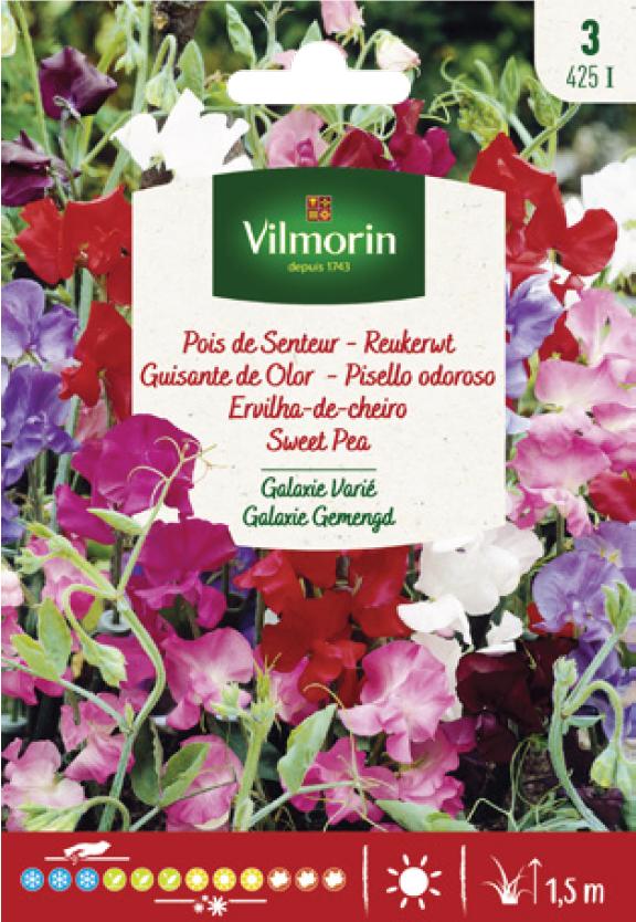 Semena HRÁŠEK VONNÝ GALAXIE SMĚS