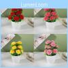 Plastic Flower Pot With Twelve Ball Chrysanthemum For Decoration Indoor