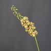 Bell Shaped Artificial Yucca Stem Plastic Realistic Touch Yucca Flower Branch Tall Stem Silk-like Bell Orchid Stem