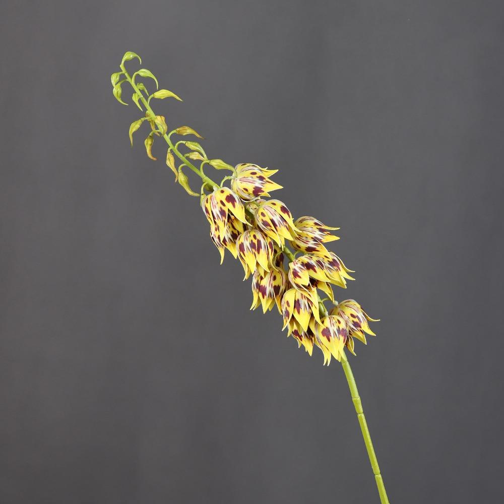 

Realistic Touch Yucca Flower Branch Bell Shaped Hanging Bell Flower Home Decor