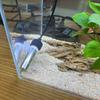 25W-75W Fish Tank Heater 17-34°C Fish Tank Heating Rod  Water Temperature Control