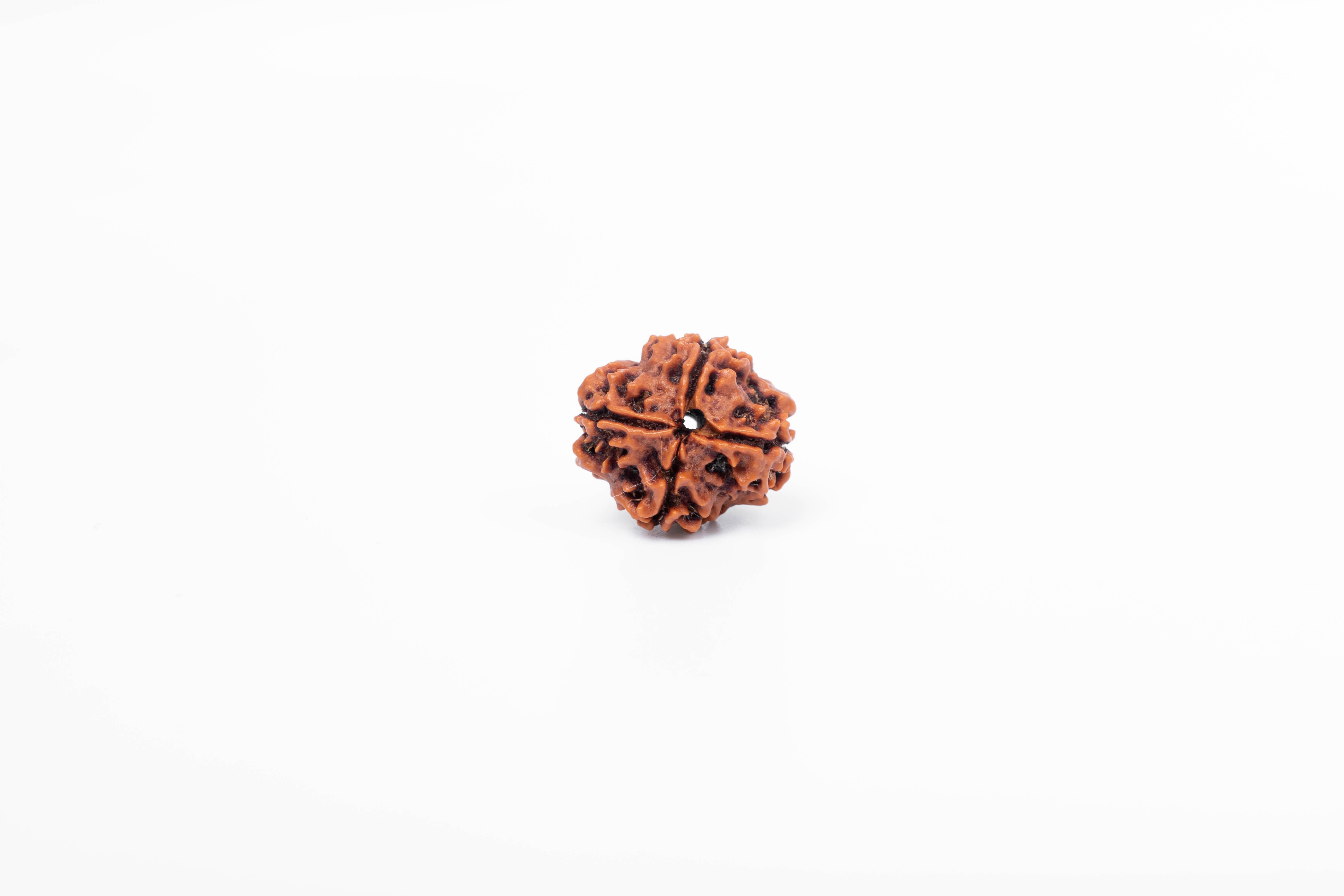 

4-ликий непальський рудракша | Сертифікований автентичний рудракша для духовного зростання | Справжня священна намистина для медитації та зцілення від Navratan Gems коричневий