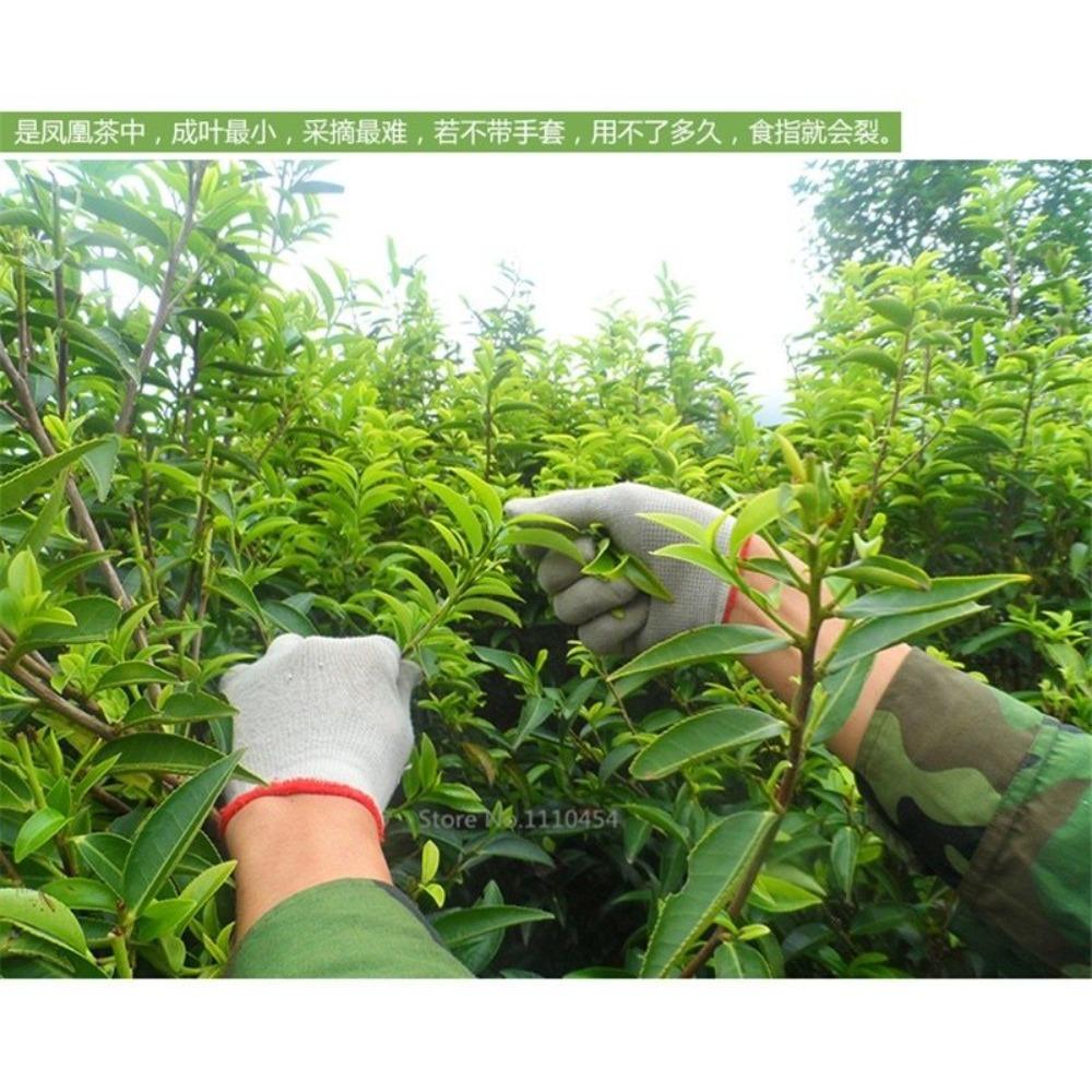 Premium Phoenix Dancong Oolong Tea 250g Natural Health Grade