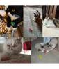 Giocattoli per gatti gattini Ampio Durevole Calibro Pesante Giocattolo a Molla per Gatti Molle Colorate Giocattolo per Animali Domestici per Gatti Molle a Spirale a Bobina 4/8/16/20 pezzi