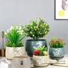 Kalanchoe Desert Mountain Rose Ceramic Succulent Pot with Tray & Silk Flower