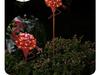Solar Flamingo Ground Stake Light for Garden Decoration