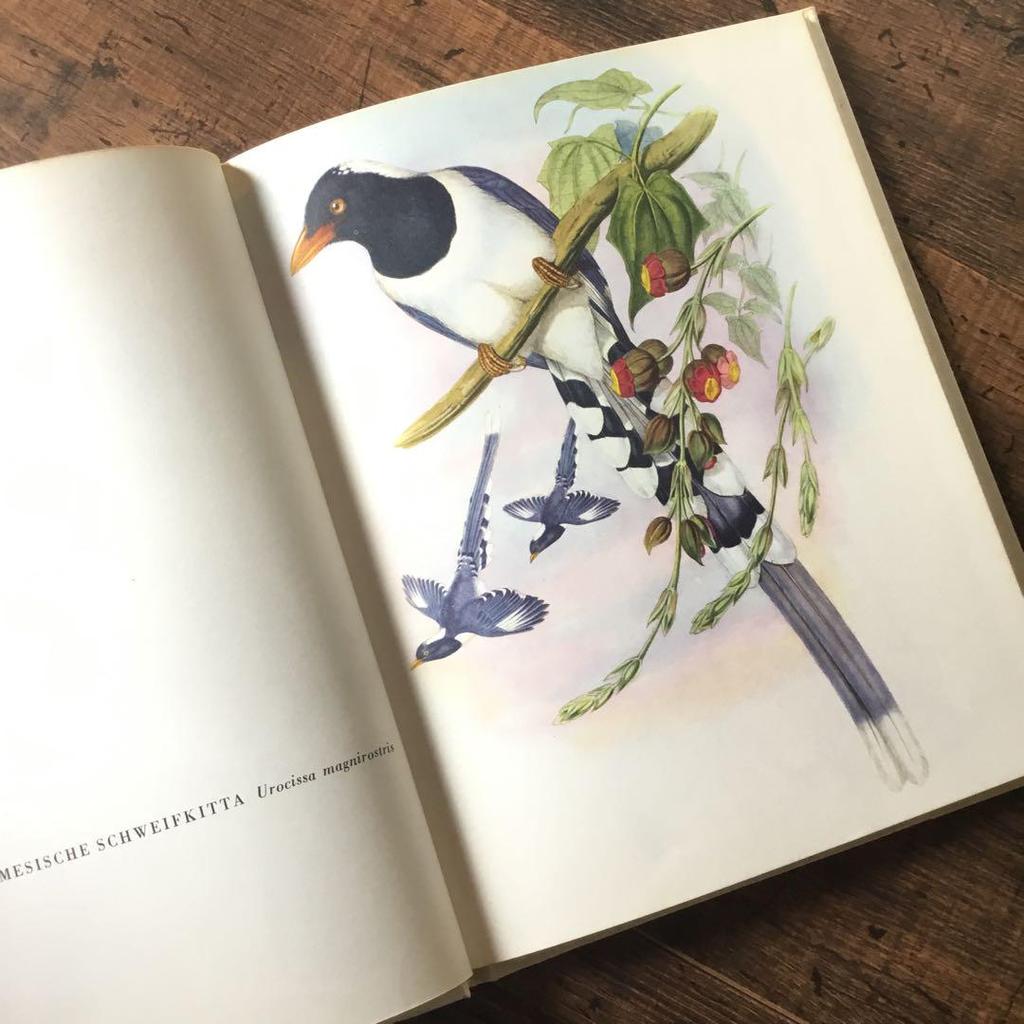 [USED] Foreign books, German bird guides, old books, vintage books