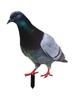Garden Pigeon Outdoor Space Package Content Statue