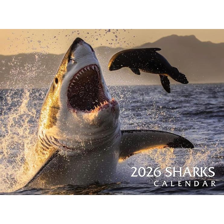 2026 Sharks Wall Calendar