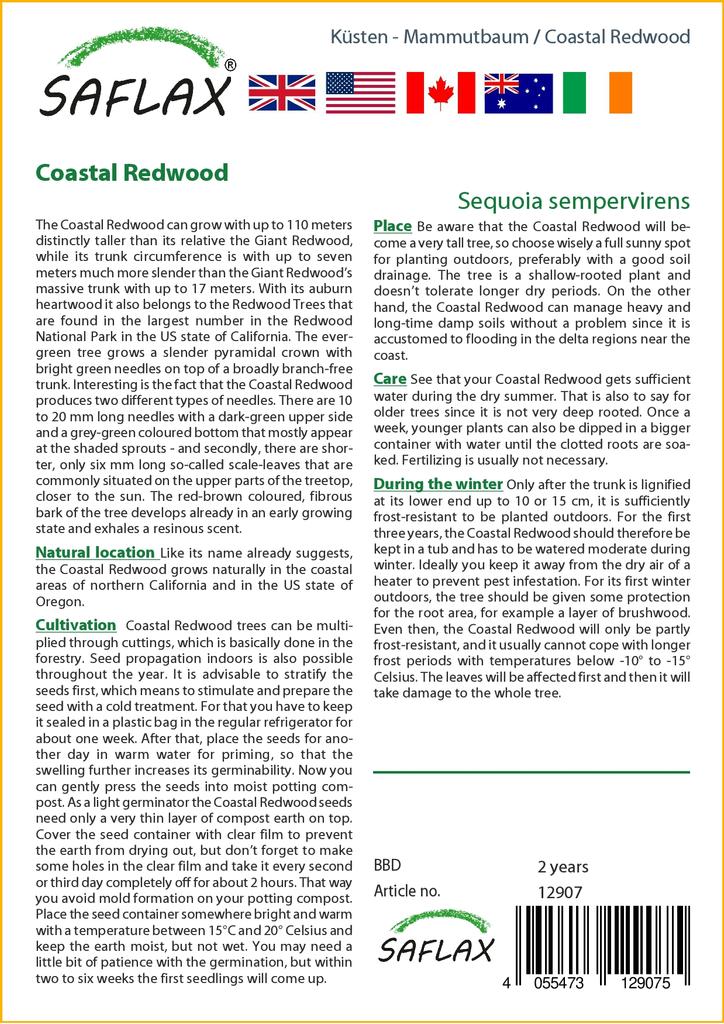 SAFLAX Pobřežní sekvoje - 50 semen - Se substrátem pro lepší pěstování - Sequoia sempervirens