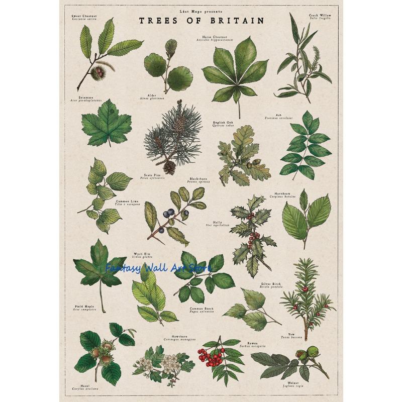 

Retro Botanical Artworks British Trees Foraging Wild Food Mushrooms Wildflowers Poster Canvas Painting Wall Pictures Home Decor 21cm×30cm NoFrame