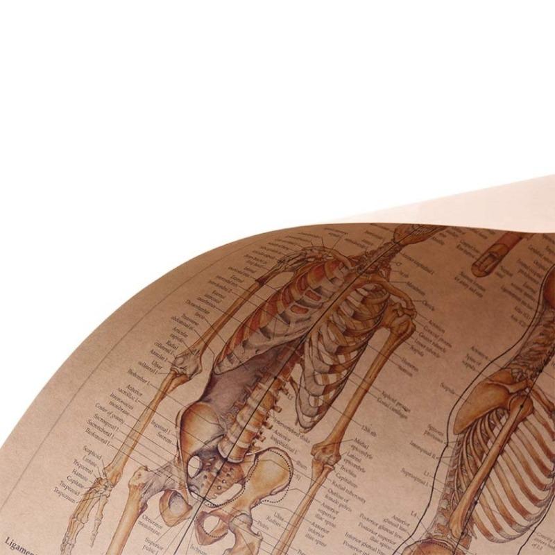 El Esqueleto de la Estructura del Cuerpo Sistema Nervioso Póster Bar Decoración del Hogar Retro Pintura Papel Kraft 42x29cm Adhesivo de Pared