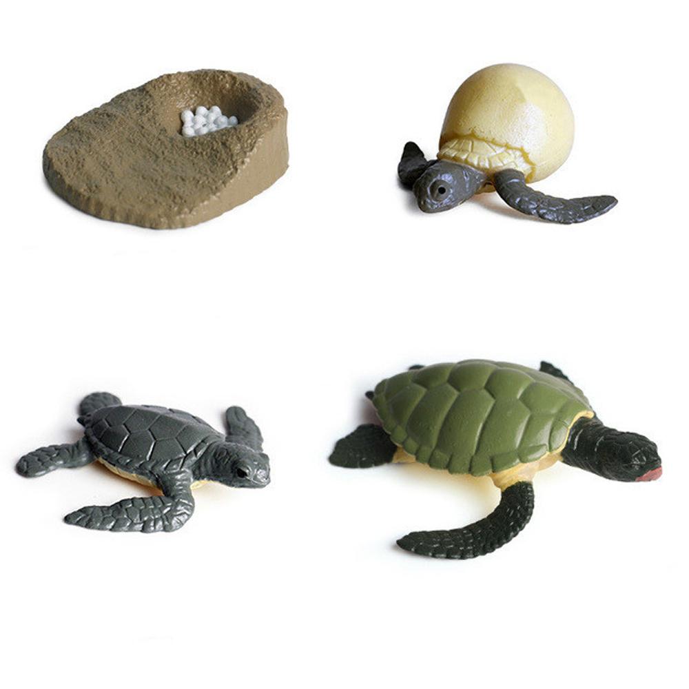 

Growth Cycle Chicken Simulation Animals Action Figures Growth Cycle Model Life Cycle Figurine Sea turtle