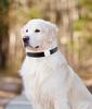 Mini Localizzatore GPS Tracker per Animali Domestici Impermeabile Compatibile Bluetooth per Cani Gatti Collare Localizzatore Anti-Perdita Dispositivo Localizzatore Accessori per Animali Domestici