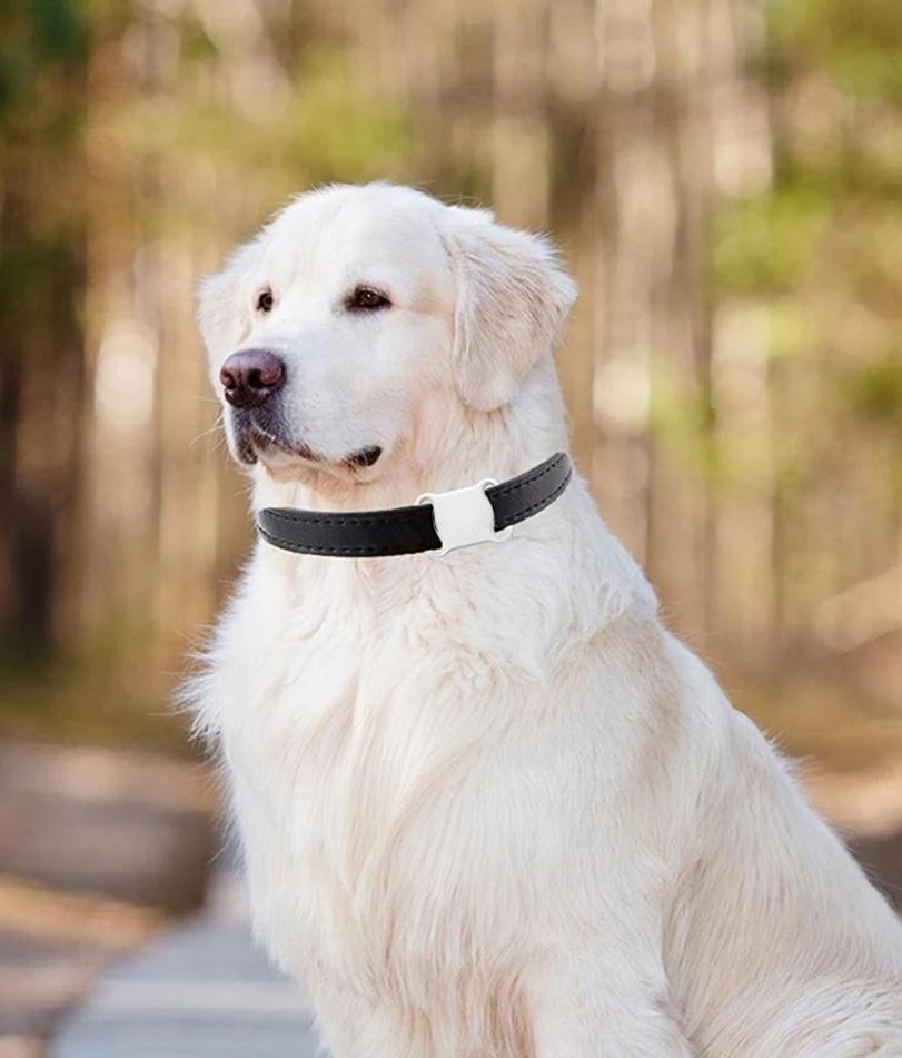 Mini Localizzatore GPS Tracker per Animali Domestici Impermeabile Compatibile Bluetooth per Cani Gatti Collare Localizzatore Anti-Perdita Dispositivo Localizzatore Accessori per Animali Domestici