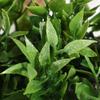 Green Artificial Plants Eucalyptus Grass Woven Small Potted Plants Grass Mound 11cm PE Material Home Decoration