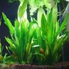 1PC Artificial Water Grass Green Plant Fish Tank Aquarium Decor Plastic Ornament