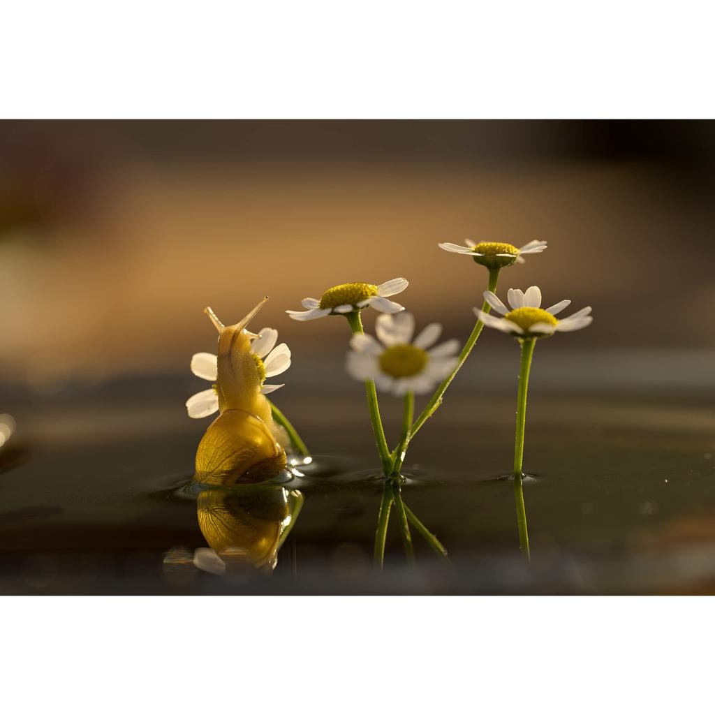 Nikon NIKKOR Z MC 105mm f/2.8 Macro Lens, VR S-Line, Full-Frame Z-Mount Prime Lens