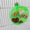 5 Compartments Birds Foraging Wheels Acrylic Parrot Puzzle Feeder Birds Grid Food Box  Cockatiel