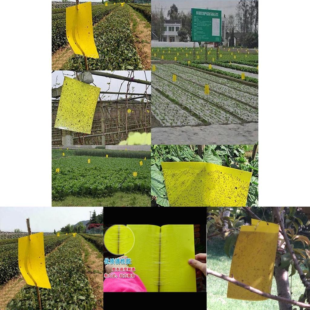 Premium 5pcs Outdoor Yellow Sticky Glue Flying Pest Insect Papers Traps For Bugs