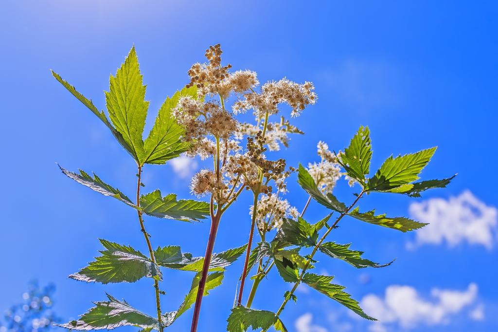 SAFLAX Garden In the Bag - Meadowsweet - 500 Seeds - With Substrate In a Fitting Stand Up Bag - Filipendula Ulmaria