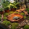 Anti-Slip Turtle Bath Basin Plastic Turtle Bath Tub Food Bowl Tortoise Water Dish  Terrarium Setup