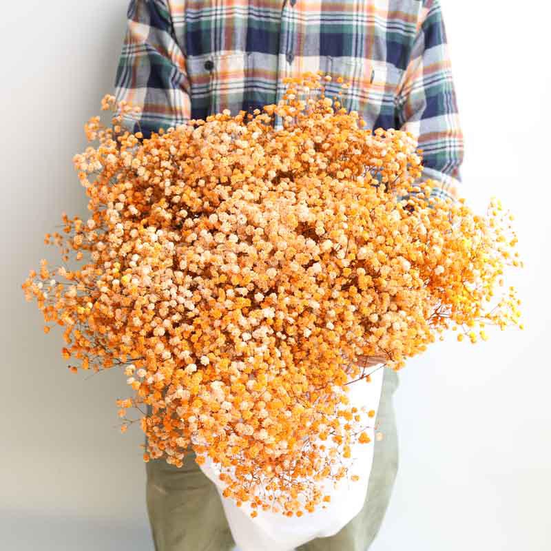 Eternal Gypsophila Bouquet: Color-Absorbing Ilocos Flowers for DIY Floral Arrangements and Wedding Decorations