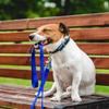 10pcs Plated Dog Label Holder Pet Safety Label Storage Box For Personalizable Contact Info Address Collar Pendant