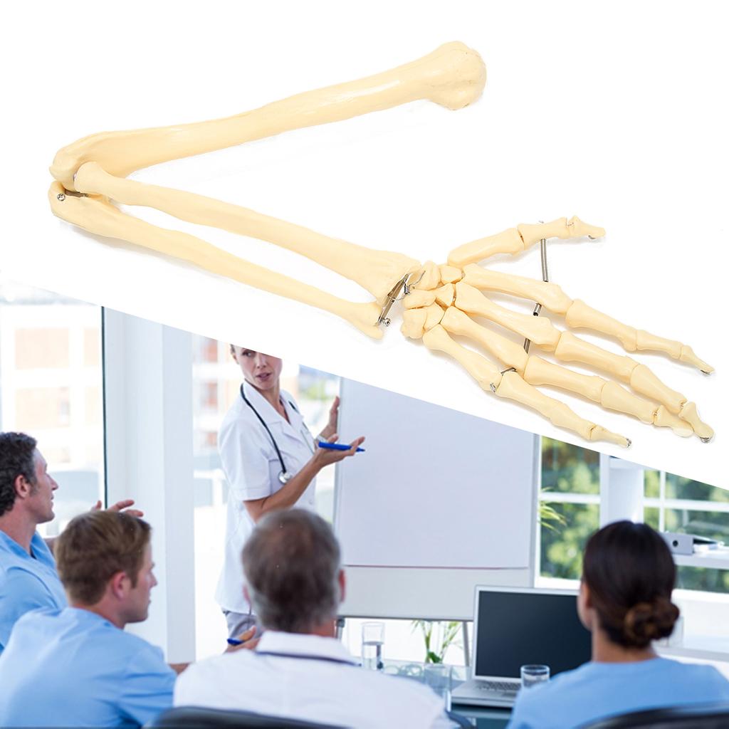 Profesionální model lidské ruky a paže, model kosti horní končetiny pro výuku a demonstraci