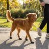 4PCS Breathable Pet Floor Socks Adjustable Dog Foot Covers Knitted Pet Knitted Socks  Outdoor Use