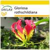 SAFLAX Anzuchtset - Afrikanische Kletterlilie - 15 Samen - Mit Mini-Gewächshaus, Anzuchtsubstrat und 2 Töpfen - Gloriosa rothschildiana