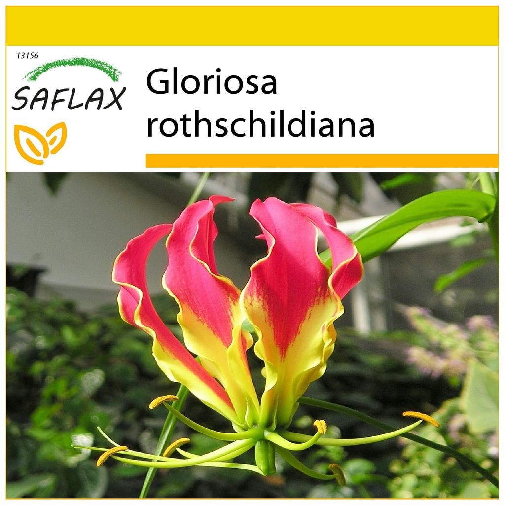 SAFLAX Anzuchtset - Afrikanische Kletterlilie - 15 Samen - Mit Mini-Gewächshaus, Anzuchtsubstrat und 2 Töpfen - Gloriosa rothschildiana