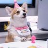 Cappellino e bavaglino per la festa di compleanno del gatto con bandana regolabile, completo dolce per animali domestici, sciarpa per gatti e cuccioli, set di vestiario per animali.