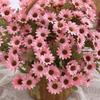 2/5PC Artificial Flowers Small Daisy Autumn Vase Wedding Home Christmas Decoration DIY Box Chrysanthemum Arrangement Accessories