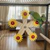 Bite-Resistant Wooden Parrots Ferris Wheel With Bearings Bird Swing Toy  Bird Cage Accessories