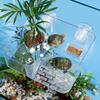 Turtle Basking Suction Cup Clear Ramp Ramp Dock Adjustable Height For Tank Aquarium Habitat Reptile Pet Care Aquatic Terrarium
