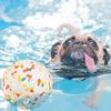 Dog Ball Dog Toy Ball Indestructible Dog Toy Non Slip Intelligence Dog Toy Pet Sensory Toy