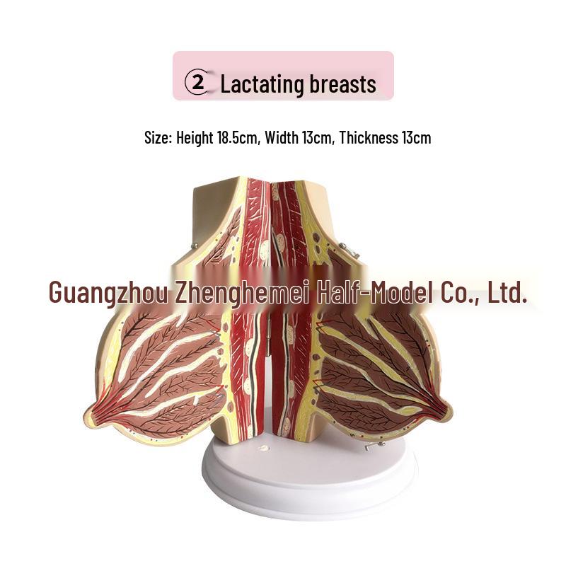 Lactating Female Breast Anatomy Model for Gynecology Teaching 13x13x18.5 cm