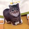 With Sound Cat Voice Keychain Cat Voice Doll  Children's Toy Schoolbag Pendant Decoration
