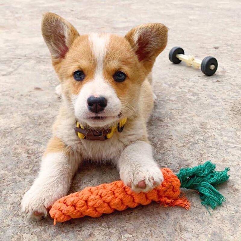 HOOPET Dog Cotton Rope Carrot Chew Toy Set