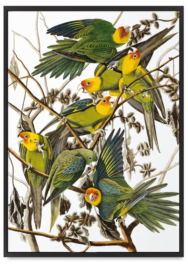 Parrot Poster Retro Vintage Posters