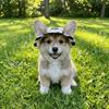 Football Theme Exposed Ear Hat Breathable Pet Sun Hat Cute Dog Fisherman Hat  Walking