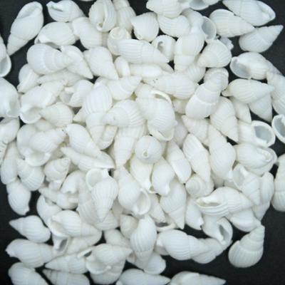100 Stück kleine, wunderschöne Top-seltene echte Muschelmuscheln als Weihnachtsgeschenk