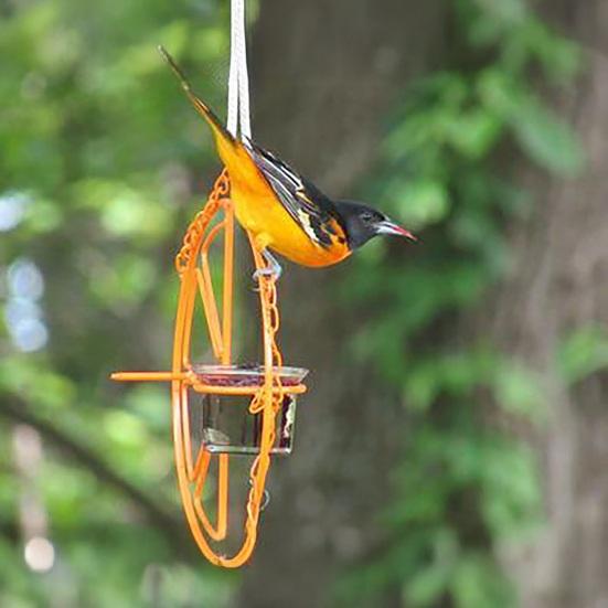 Oriole Bird Feeder for Jelly And Orange, Hanging Birdfeeder with Fruit Holder, Outdoor Orange Slice Bird Feeder for Garden Backyard Birds