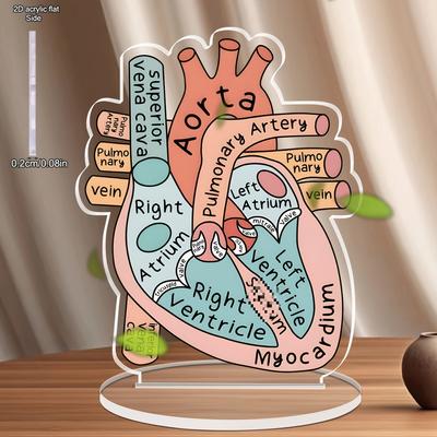 Señal de Modelo Anatómico de Corazón Modelo Anatómico 2D Enseñanza de Anatomía Acrílico, Decoración de Cuatro Estaciones, Decoración Original para el Hogar, Perfectamente Duradero para el Dormitorio