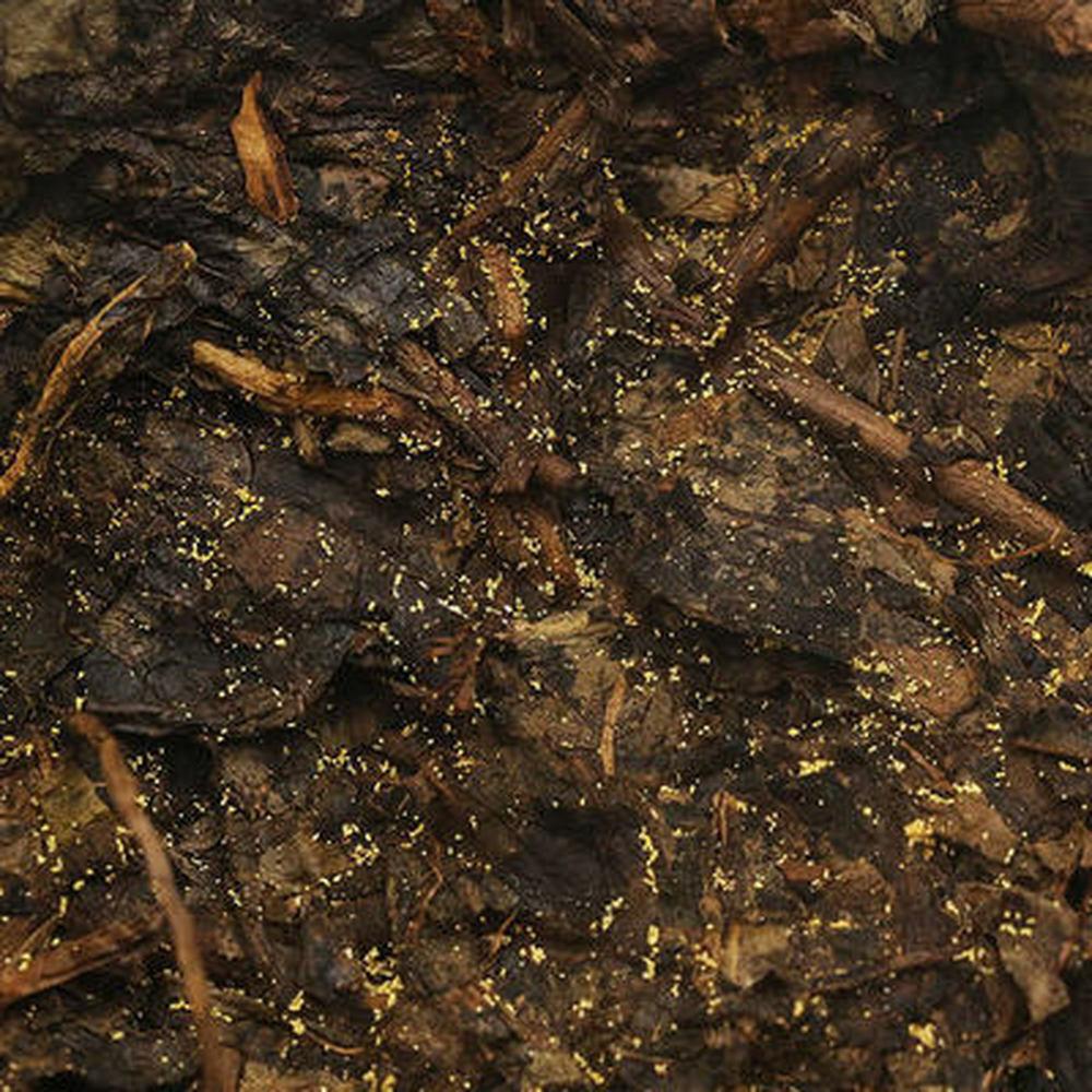 Hunan Anhua Dark Tea 338g Golden Flower Baishaxi 1953 Fucha Brick